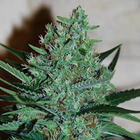 G13 Labs Seeds White Lavender